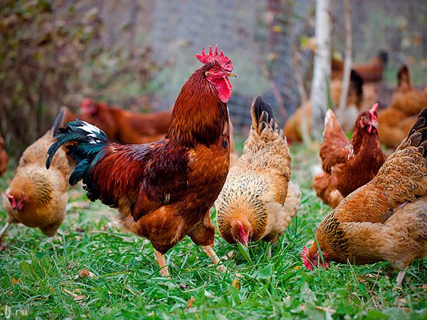 Породы куриц | ЗооТом - продажа, вязка и услуги для животных в Новоалтайске