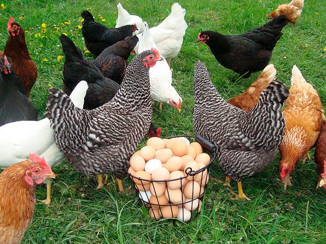 Содержание кур и уход за ними | ЗооТом - продажа, вязка и услуги для животных в Новоалтайске