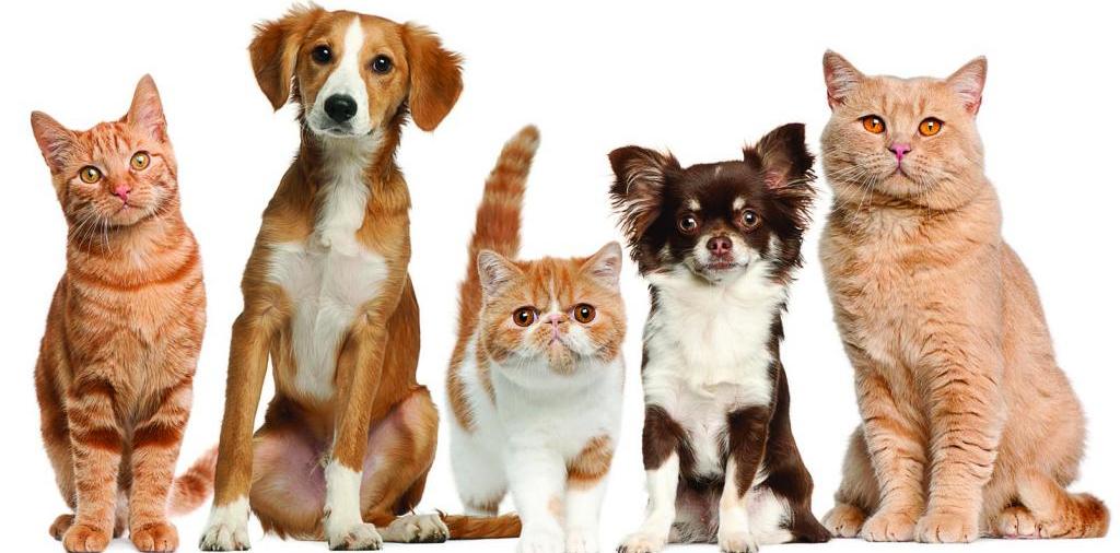 Доска объявлений о животных | ЗооТом - продажа, вязка и услуги для животных в Новоалтайске