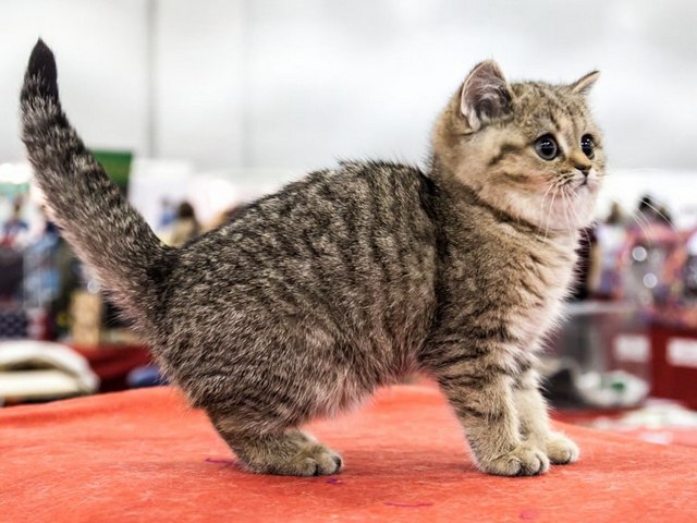 Породы кошек в Новоалтайске | ЗооТом портал о животных