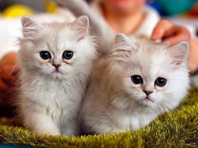 Породы кошек в Новоалтайске | ЗооТом портал о животных