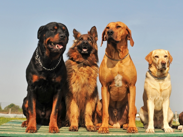Крупные породы собак в Новоалтайске | ЗооТом портал о животных
